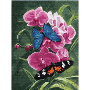  Бабочки и орхидея Раскраска картина по номерам на холсте Z-EX6048