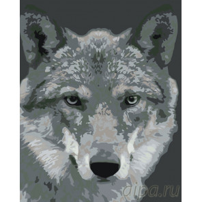 Раскладка Серый волк Раскраска по номерам на холсте Живопись по номерам KTMK-351313