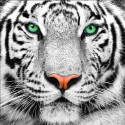 Портрет белого тигра Алмазная вышивка мозаика