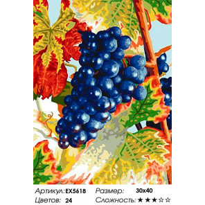  Виноград Раскраска картина по номерам на холсте EX5618