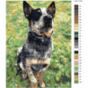 Австралийская пастушья собака Раскраска картина по номерам на холсте