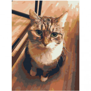 Белогрудый котик 60х80 Раскраска картина по номерам на холсте