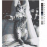 Игривый серый котенок Раскраска картина по номерам на холсте