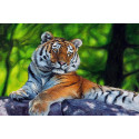 Амурский тигр Раскраска по номерам на холсте