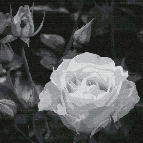 Белая роза Раскраска картина по номерам на холсте KHM0035