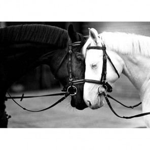 Черная и белая лошадь Алмазная вышивка (мозаика) Гранни