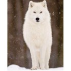 Белый волк Алмазная вышивка (мозаика) Гранни