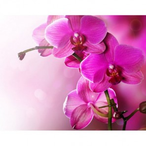 Орхидеи Алмазная вышивка (мозаика) Гранни