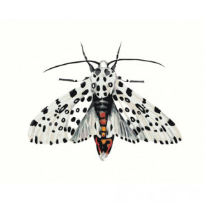 Бабочка леопард 80х100 Раскраска картина по номерам на холсте