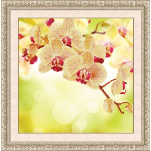 Область для выкладки Нежная орхидея Алмазная частичная вышивка (мозаика) Color Kit