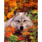 Волк в листве Алмазная вышивка (мозаика) Diy