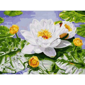 Нимфея озерная Раскраска ( картина ) по номерам акриловыми красками на холсте Белоснежка