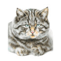 Кот домашний Раскраска картина по номерам на холсте Белоснежка