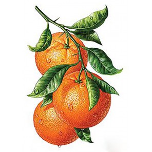 Апельсиновая ветвь Алмазная вышивка мозаика Гранни | Алмазная мозаика купить