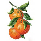 Апельсиновая ветвь Алмазная вышивка мозаика Гранни | Алмазная вышивка купить