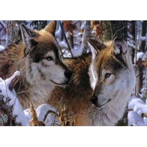 Волки в зимнем лесу Набор для частичной вышивки бисером Color Kit