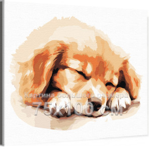 Спящий щенок золотистый ретривер Животные Собака Голден Лабрадор Для детей Детская 75х100 Раскраска картина по номерам на холсте