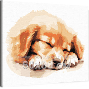 Спящий щенок золотистый ретривер Животные Собака Голден Лабрадор Для детей Детская 60х80 Раскраска картина по номерам на холсте