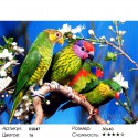 Волнистые попугаи Раскраска картина по номерам Color Kit