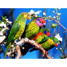 Волнистые попугаи Раскраска картина по номерам акриловыми красками Color Kit