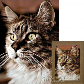 Фрагмент крупно Домашний кот Алмазная вышивка мозаика Гранни