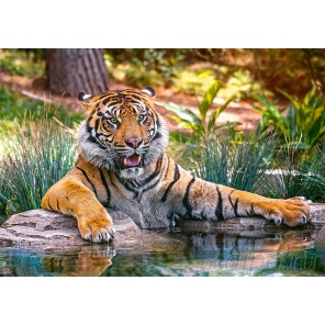 Коробка Тигр у воды Пазлы Castorland