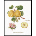 Ветка яблони Набор для вышивания Thea Gouverneur
