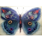 Бабочка Артемида Картина из шерсти с рамкой