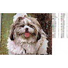 Схема Собака с прической Алмазная вышивка мозаика DI-Z-100