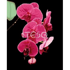 Таинственная орхидея Раскраска по номерам акриловыми красками на холсте Iteso